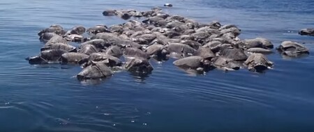 Téměř tři sta mrtvých želv, které vyplavilo koncem loňského prosince moře na pláže mexického státu Oaxaca, uhynulo po otravě toxickými řasami. 