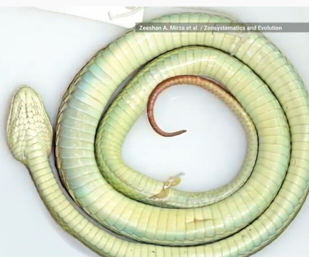  Nový druh chřestýšovce Trimeresurus salazar.