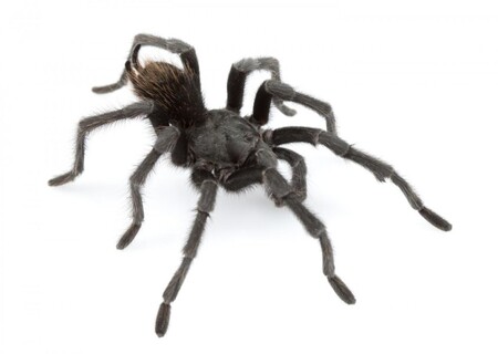 Samčí dospělec druhu <em>Aphonopelma johnnycashi</em> z Kalifornie.