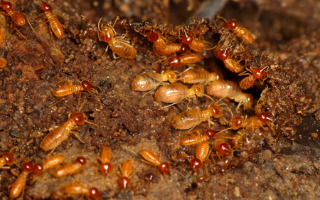 Termiti jsou evolučně velmi stará skupina a nejblíže mají ke švábům. 