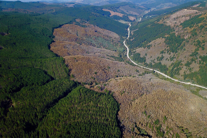 Vysazené lesní plantáže ukrajují prostor původních chilským lesům s pabuky<em> Nothofagus alessandrii</em>.