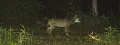 Foto: Národní park Šumava