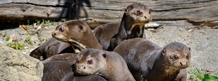 Mláďata vydry obrovské Foto: Zoo Zlín