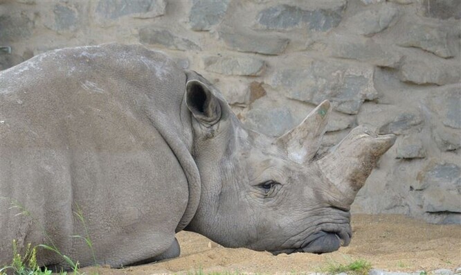 Zamba byla ve své době také nejstarším nosorožcem v Unii českých a slovenských zoo.