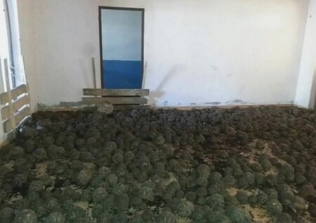 Více než 10.000 kriticky ohrožených želv paprsčitých (na obrázku) zabavila z rukou pašeráků policie na Madagaskaru. Překupníci vzácné živočichy, které pravděpodobně nelegálně převáželi z Asie, drželi bez přístupu k vodě či potravě.