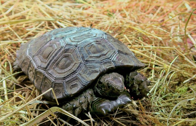 Zlínská zoo ve čtvrtek uvedla, že má peníze na fungování do konce dubna. Provoz zahrady stojí měsíčně sedm milionů korun, zahrada ale nyní nemá žádné příjmy ze vstupného. 