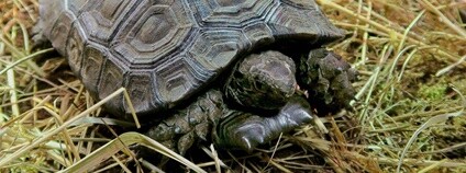 Mládě želvy mohutné Foto: Zoo Zlín 